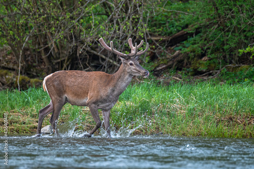 Red Deer  Cervus elaphus  in the river. The Bieszczady Mts.  Carpathians  Poland.
