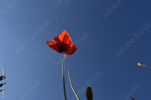 amapola en el cielo azul photo