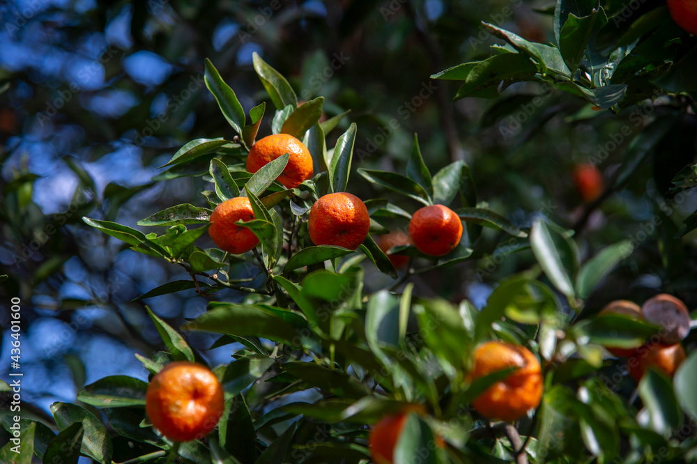 Orange tree, Vitamin C
