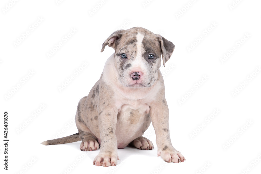 Purebred American Bully or Bulldog pup with blue and white fur sitting isolated on a white background