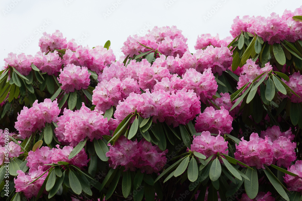 Closeup of pink nova zembla rhododendron on white background Closeup of pink nova zembla rhododendron on white background