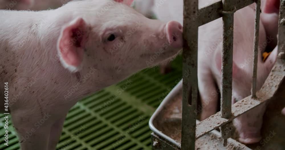 Pigs at Livestock Farm Pork Production Piglet Breeding Pigs at Livestock Farm Pork Production Piglet Breeding