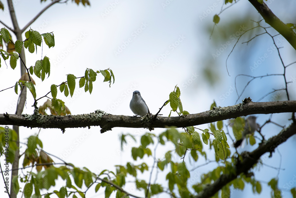 Blue Gray Gnatcatcher Blue Gray Gnatcatcher