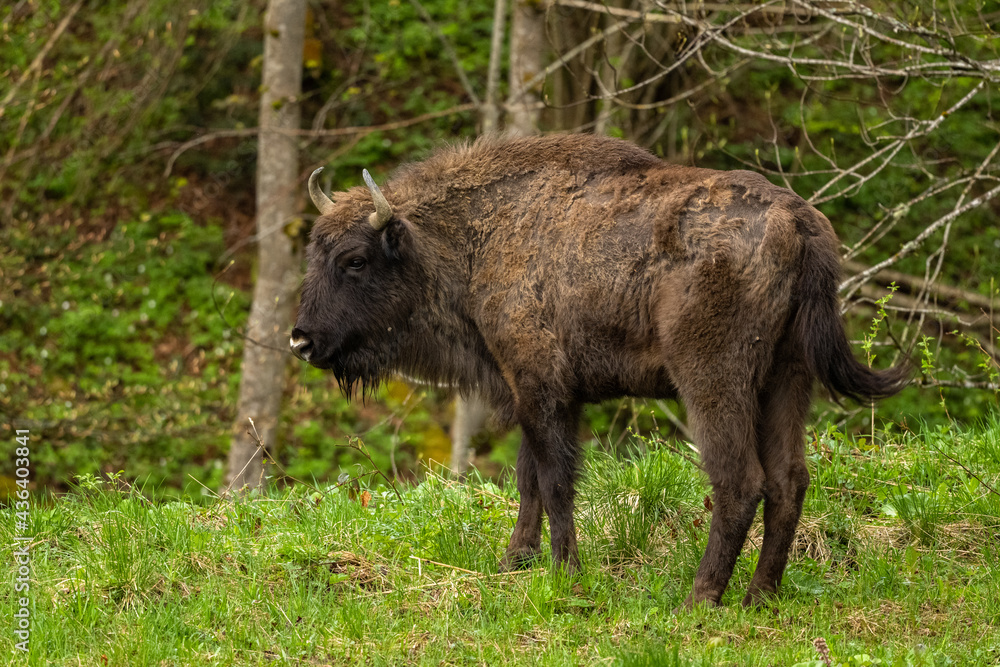 European Bison (Wisent) /Bison bonasus/ The Bieszczady Mts., Carpathians, Poland. European Bison (Wisent) /Bison bonasus/ The Bieszczady Mts., Carpathians, Poland.
