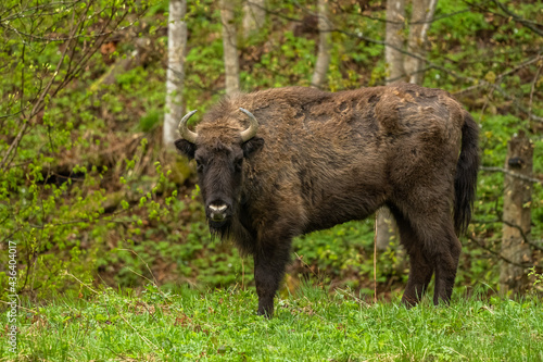 European Bison (Wisent) /Bison bonasus/ The Bieszczady Mts., Carpathians, Poland.