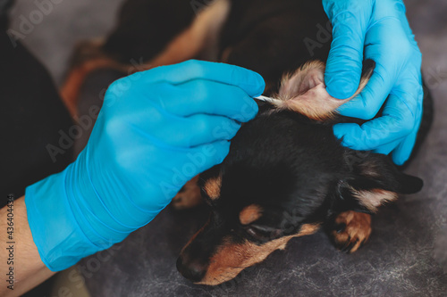 Process of cleaning dog ear, vet cleans dog ears with cotton swab, small breed dog ear examination close up view at veterinary clinic, pet care and hygiene concept photo