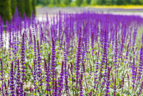 purple flowers of decorative sage field. Beautiful summer violet floral natural background. lavender. Galitsky park