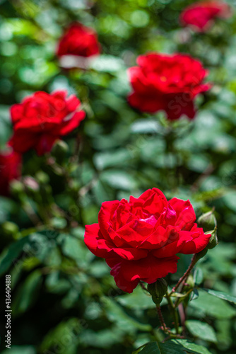 Red roses bush blooming in the garden. summer background. selective focus. gardening and landscaping. colorful flowers