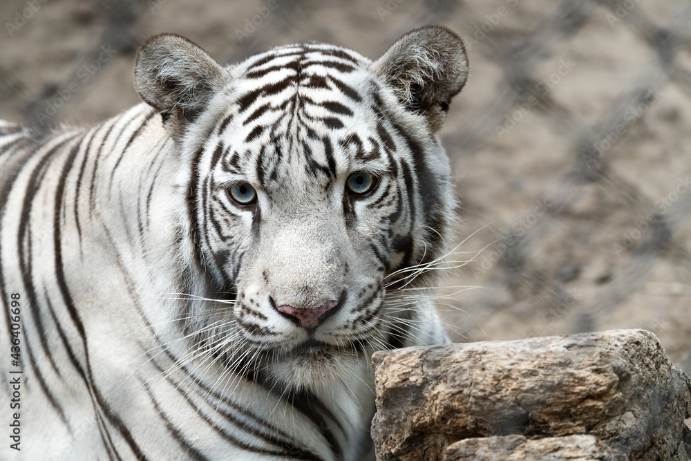 Big white tiger in the zoo