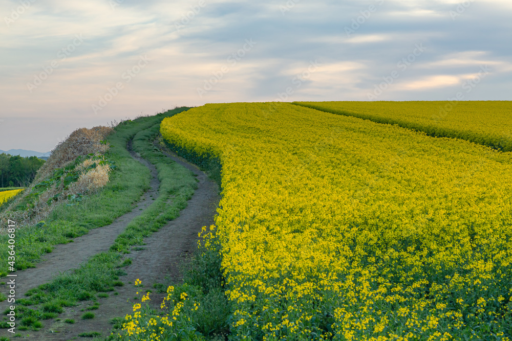 Obraz premium 菜の花, 菜の花畑, なのはな, 菜花
