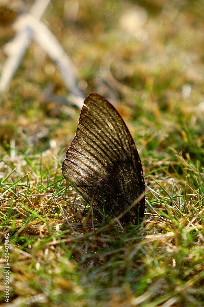 Obraz premium broken butterfly wing on the grass
