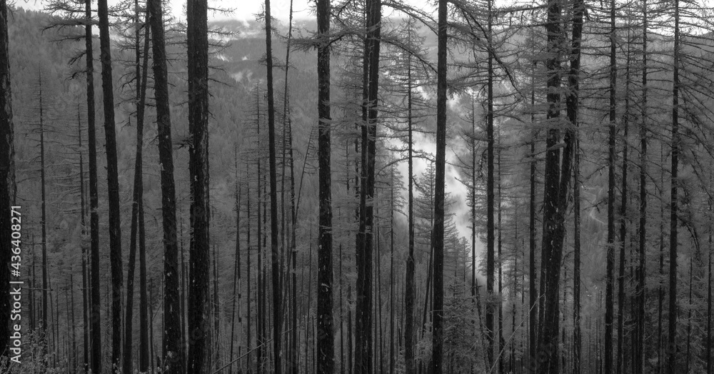 Fototapeta premium Tree lines with fog in black and white