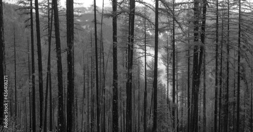 Tree lines with fog in black and white