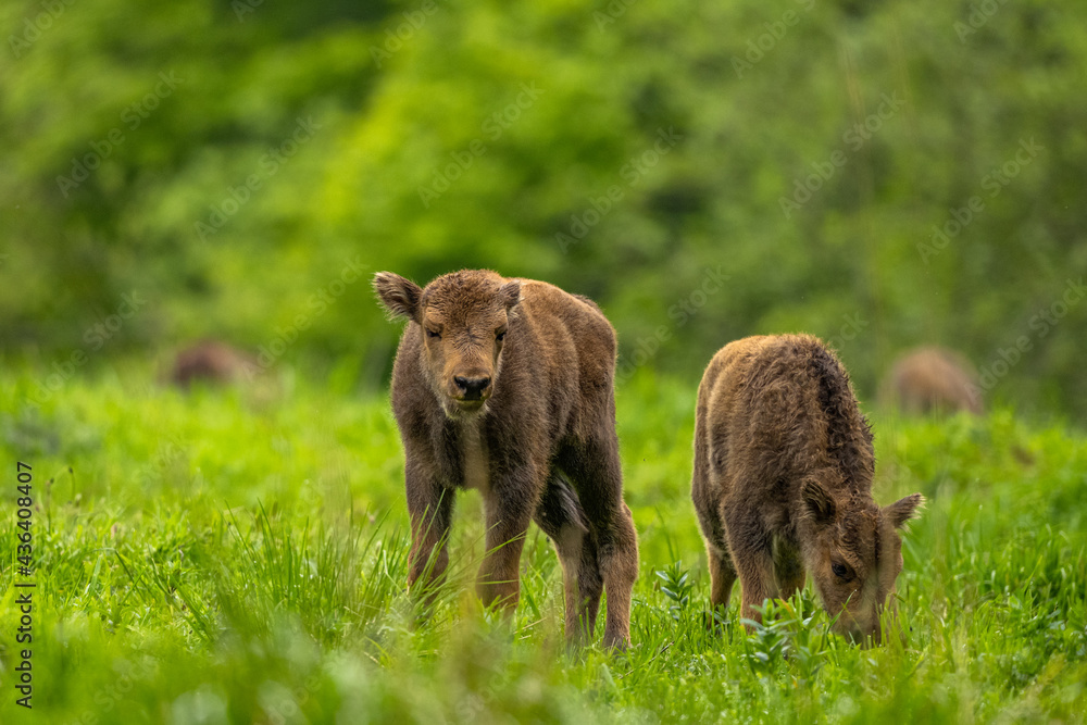 European Bison (Wisent) /Bison bonasus/ The Bieszczady Mts., Carpathians, Poland. European Bison (Wisent) /Bison bonasus/ The Bieszczady Mts., Carpathians, Poland.