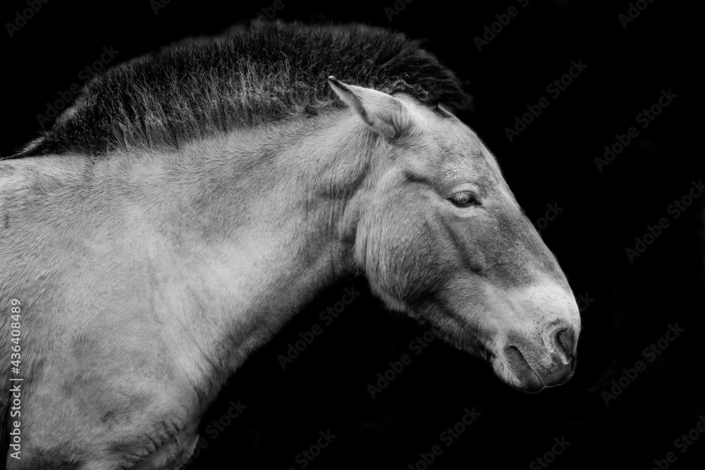 Equus przewalskii - wild horse - black and white photo