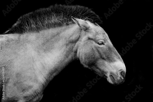 Equus przewalskii - wild horse - black and white photo