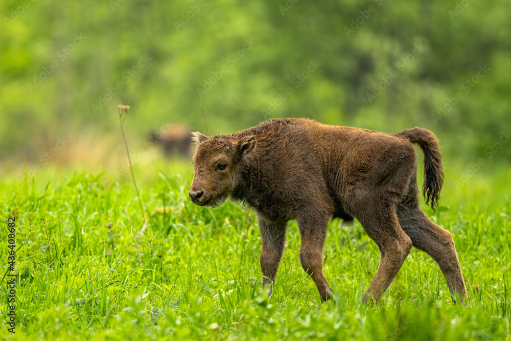 European Bison (Wisent) /Bison bonasus/ The Bieszczady Mts., Carpathians, Poland. European Bison (Wisent) /Bison bonasus/ The Bieszczady Mts., Carpathians, Poland.