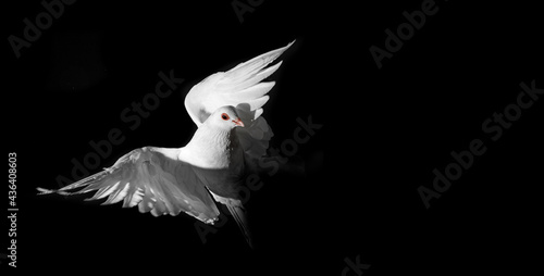  a white pigeon