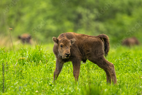 European Bison (Wisent) /Bison bonasus/ The Bieszczady Mts., Carpathians, Poland.