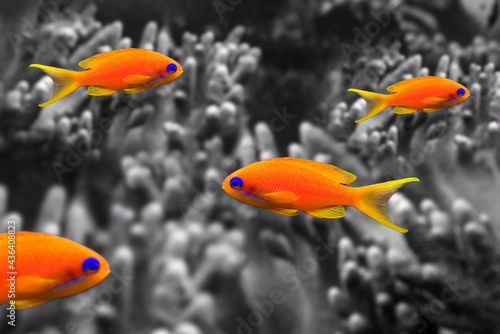 coral fish - Pseudanthias squamipinnis on black and white background