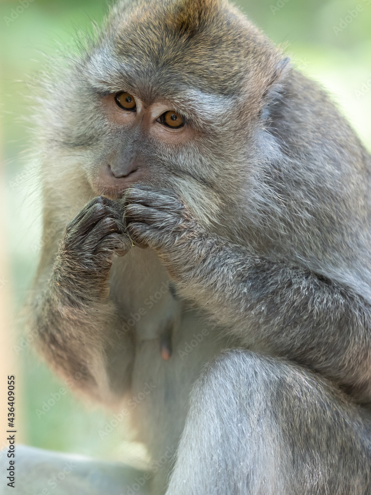 Obraz premium Macaque eating fruit
