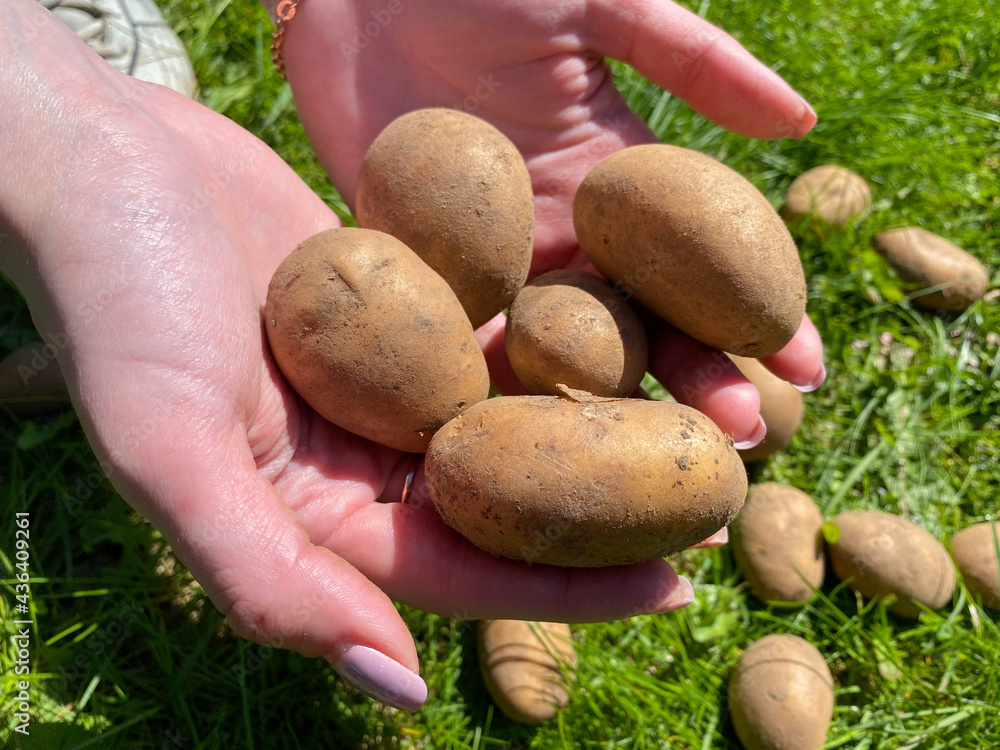 Woman girl hands are holding natural yellow beautiful ripe tasty healthy starch potato fresh in the ground. The background Woman girl hands are holding natural yellow beautiful ripe tasty healthy starch potato fresh in the ground. The background