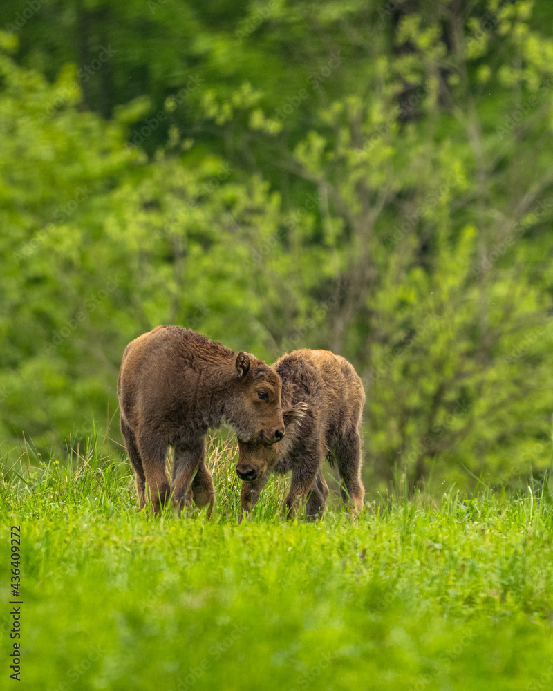 European Bison (Wisent) /Bison bonasus/ The Bieszczady Mts., Carpathians, Poland. European Bison (Wisent) /Bison bonasus/ The Bieszczady Mts., Carpathians, Poland.