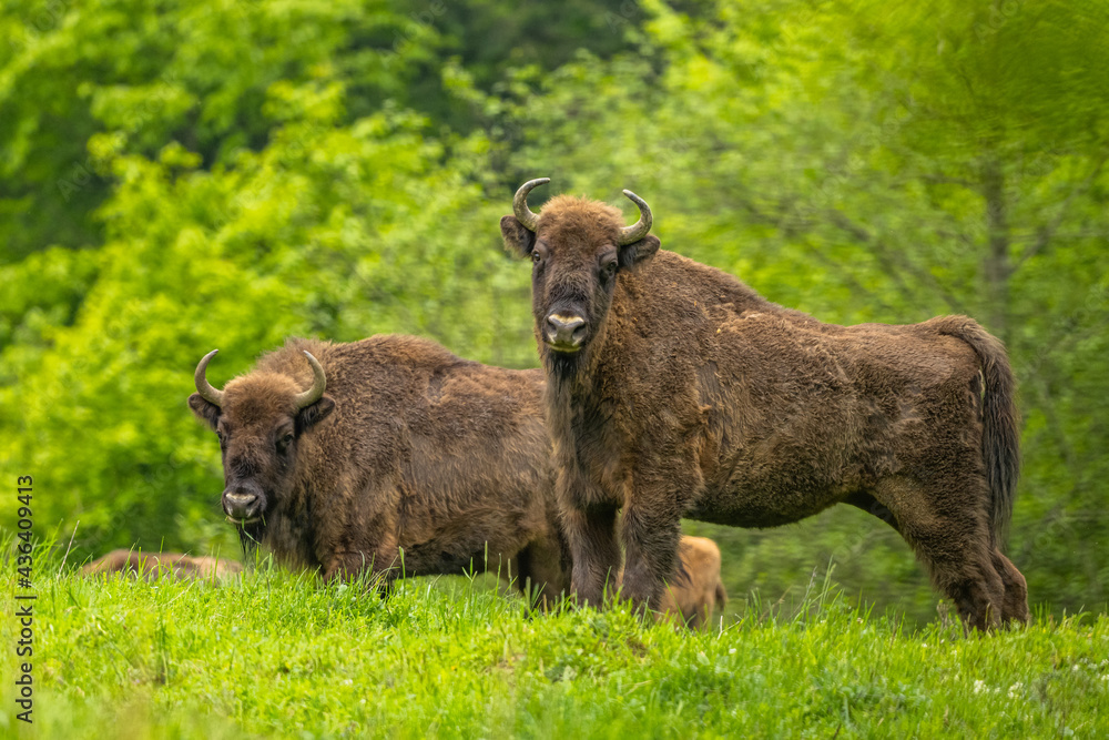 European Bison (Wisent) /Bison bonasus/ The Bieszczady Mts., Carpathians, Poland. European Bison (Wisent) /Bison bonasus/ The Bieszczady Mts., Carpathians, Poland.