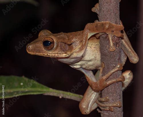 Frog on a branch; Tree frog on a branch; big eye frog; brown frog; endemic frog from Sri Lanka; hour glass tree frog; Polypedates cruciger  photo