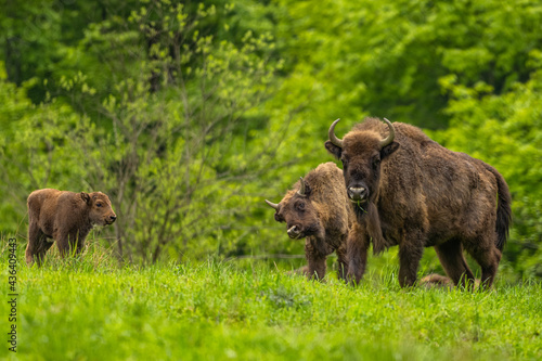 Fototapeta Naklejka Na Ścianę i Meble -  European Bison (Wisent) /Bison bonasus/ The Bieszczady Mts., Carpathians, Poland.