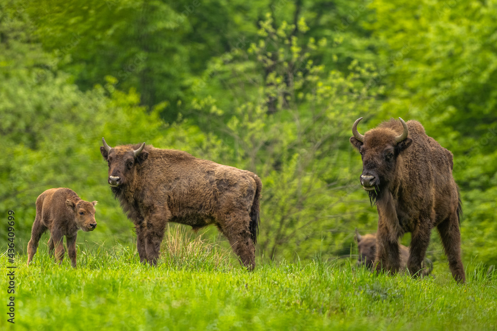 European Bison (Wisent) /Bison bonasus/ The Bieszczady Mts., Carpathians, Poland.