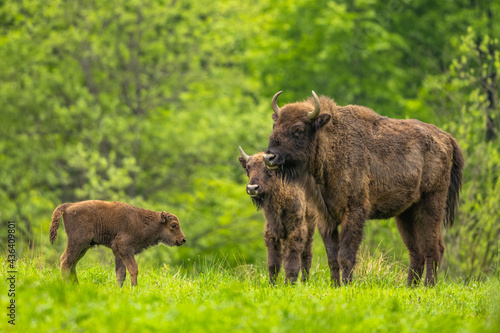 European Bison (Wisent) /Bison bonasus/ The Bieszczady Mts., Carpathians, Poland. photo