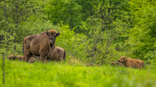 European Bison  Wisent   Bison bonasus  The Bieszczady Mts.  Carpathians  Poland.