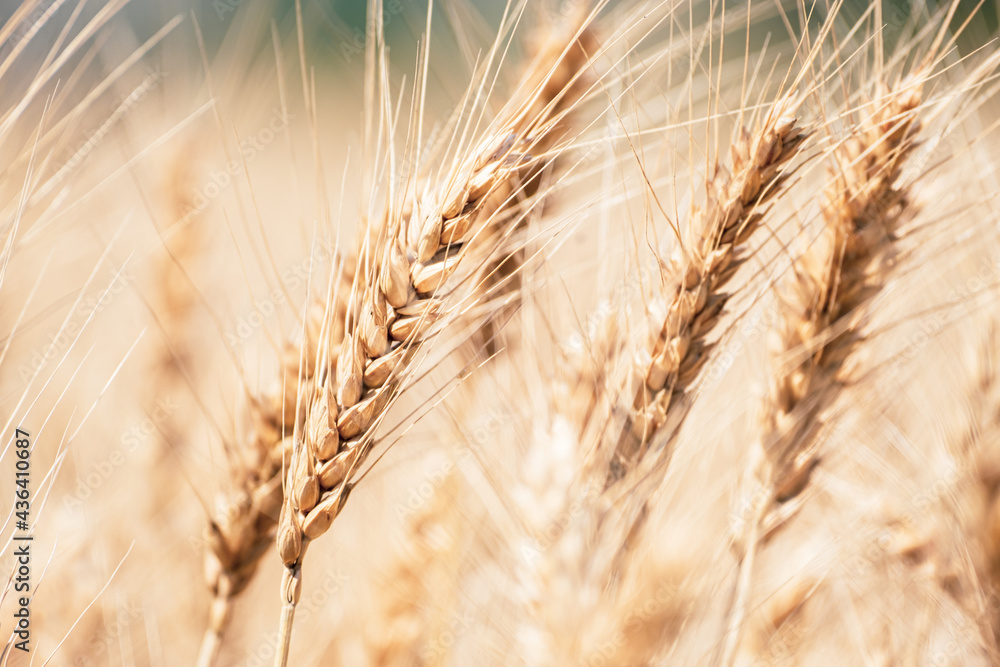 Field of Rye or Ripe Wheat Blowing by Wind in A Field, Agriculture or Farm Image, Nobody, Fixed Shooting, Food Industry Field of Rye or Ripe Wheat Blowing by Wind in A Field, Agriculture or Farm Image, Nobody, Fixed Shooting, Food Industry