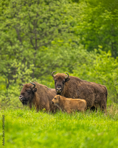 Fototapeta Naklejka Na Ścianę i Meble -  European Bison (Wisent) /Bison bonasus/ The Bieszczady Mts., Carpathians, Poland.