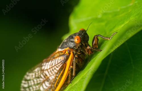 Brood X adult cicada © Tony Campbell