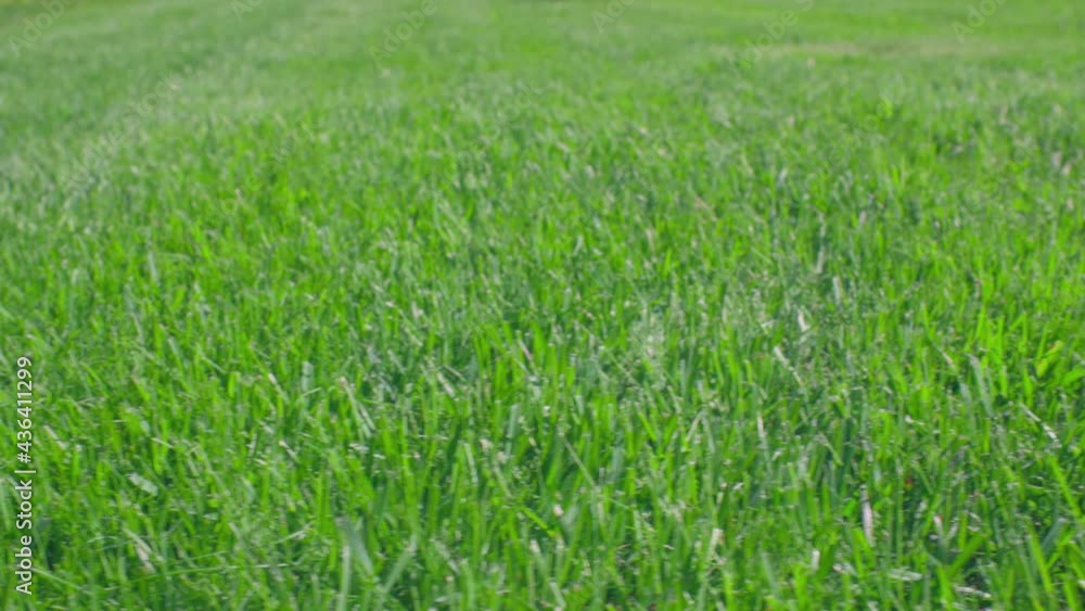 Beautiful view of front yard of private garden. Green grass lawn. Beautiful backgrounds. Sweden. Beautiful view of front yard of private garden. Green grass lawn. Beautiful backgrounds. Sweden.