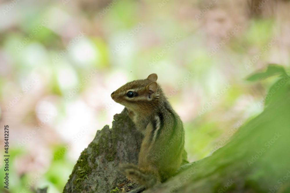 Eastern Chipmunk Eastern Chipmunk