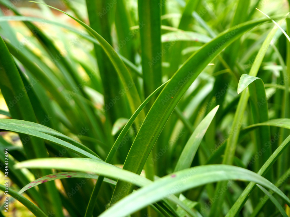 Picture of plants at the garden, can be used for wallpaper or background. Picture of plants at the garden, can be used for wallpaper or background.