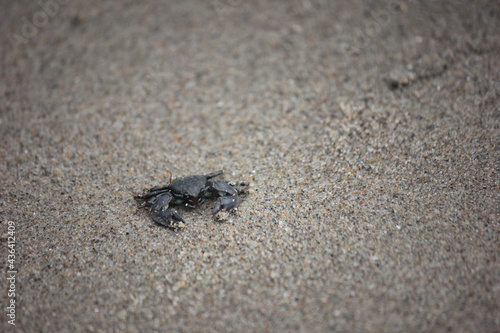 Small crab on the Oregon coast © JTEllingtonPhotos
