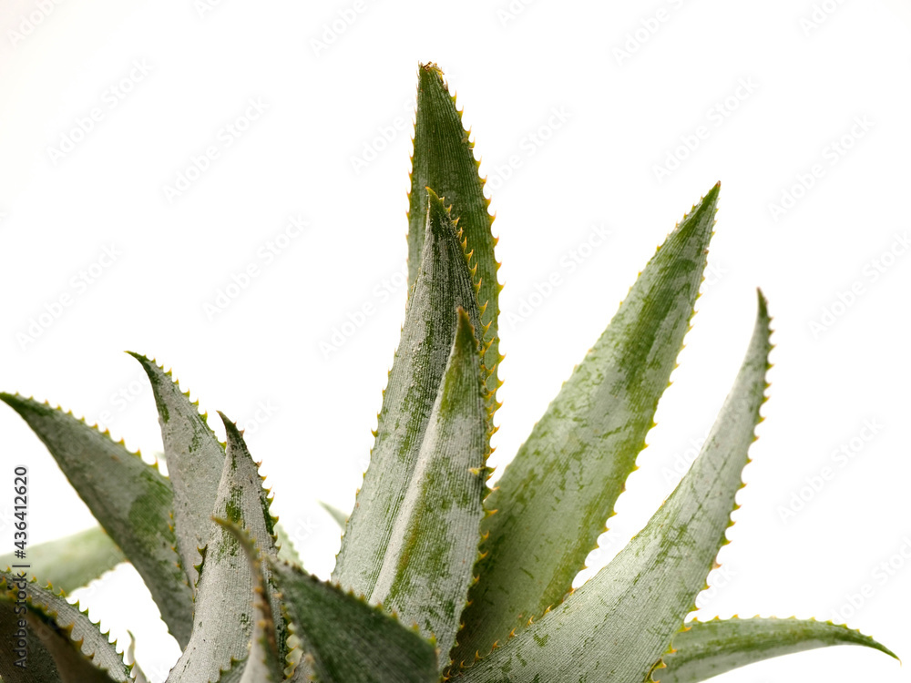 Picure of Pineapple (Ananas comosus), a fruit that usually grow at tropical area. This fruit has many vitamins that good for our body Picure of Pineapple (Ananas comosus), a fruit that usually grow at tropical area. This fruit has many vitamins that good for our body