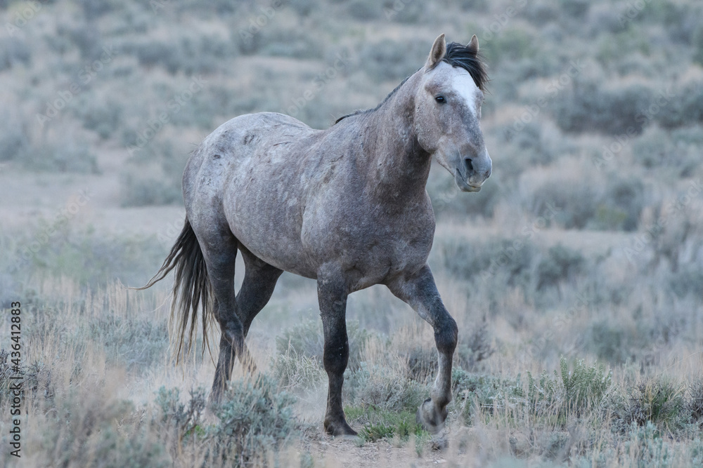 Fototapeta premium Wild Mustang Horses in Colorado