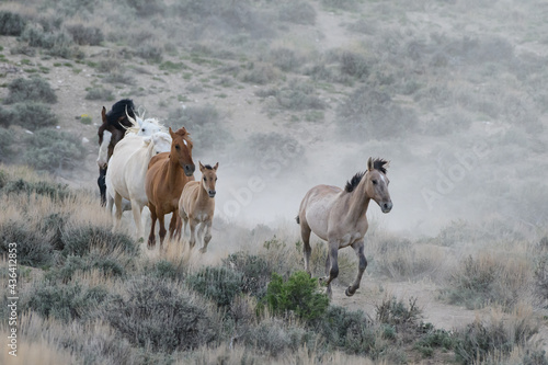 Wild Mustang Horses in Colorado