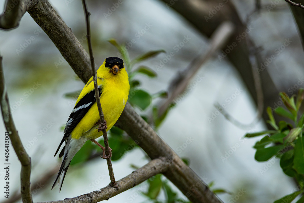 American Goldfinch American Goldfinch