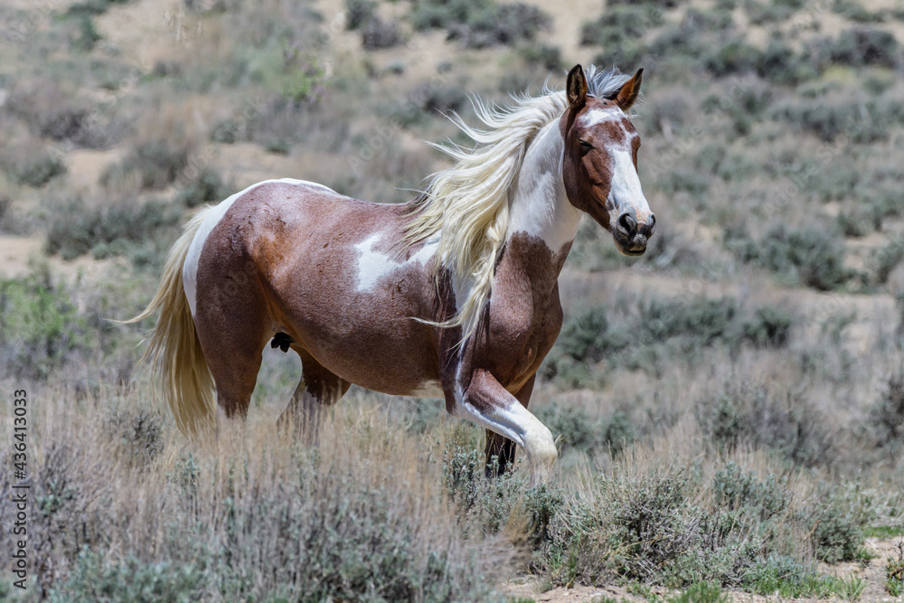 Fototapeta premium Wild Mustang Horses in Colorado