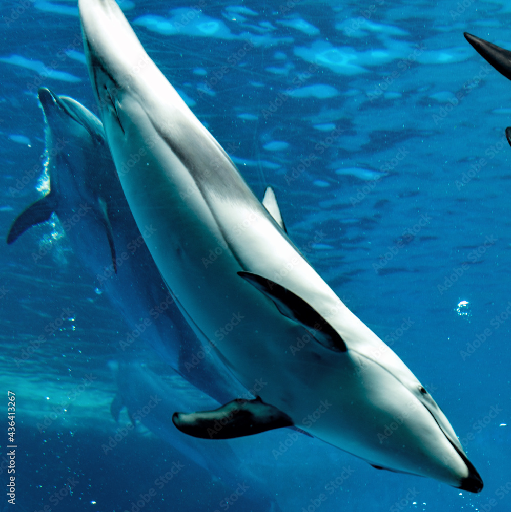 Obraz premium イルカ