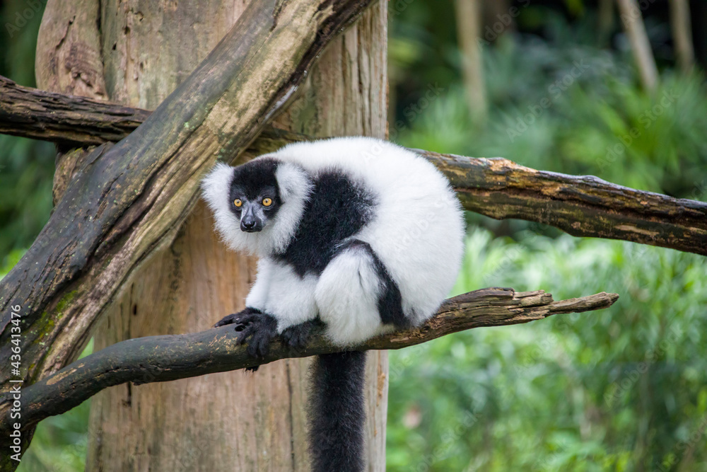 Obraz premium The lazy black-and-white ruffed lemur (Varecia variegata). An endangered species of ruffed lemur, one of two which are endemic to the island of Madagascar. It is known for its loud, raucous calls.