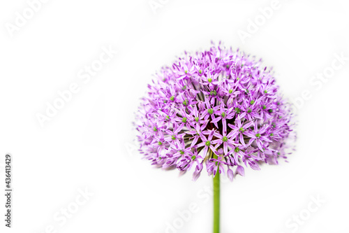 Summer Beauty Ornamental Chives Purple Flower Isolated on White