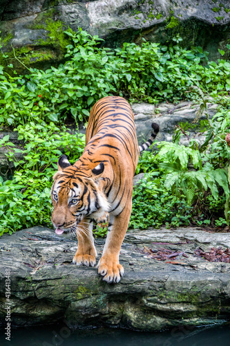 The Malayan tiger in the water, it is a tiger from a specific population of the Panthera tigris tigris subspecies that is native to Peninsular Malaysia