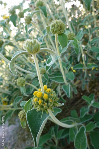 Phlomis russeliana, commonly known as Jerusalem Sage or Turkish Sage